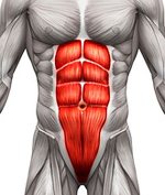 AbdominalMusclesWEB