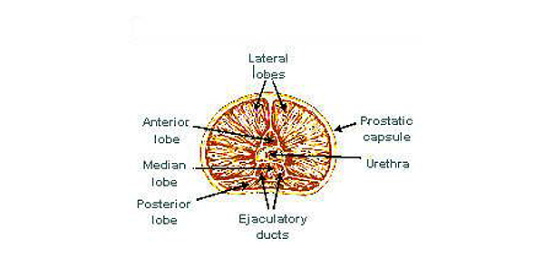 Prostate Anatomy